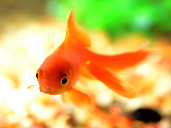 Perché in inglese i "pesci rossi" si chiamano "goldfish"