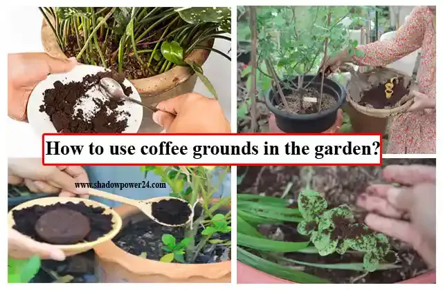 How to use coffee grounds in the garden