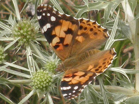 mariposa cardera