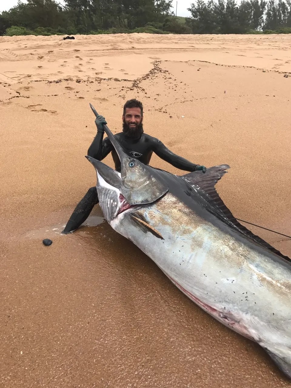 Coatesman's Spearfishing & Waterman's Blog: Spearfishing Giant Marlin on a  Reelguns