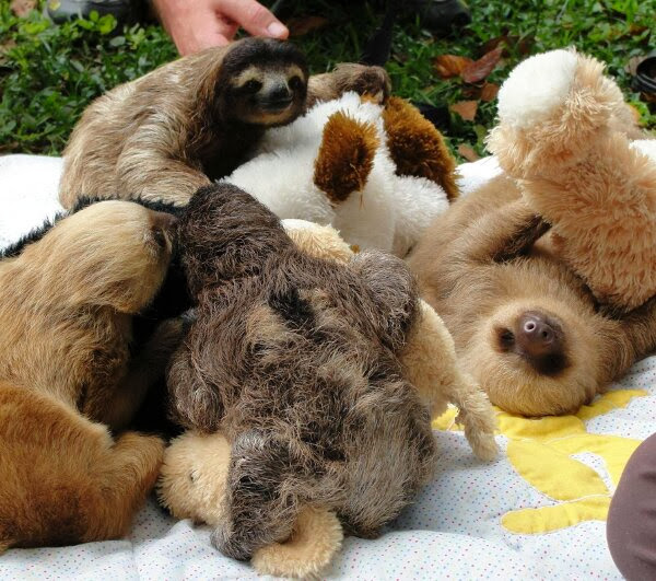 Funny animals of the week - 3 January 2014 (40 pics), sloths playing with stuffed animals