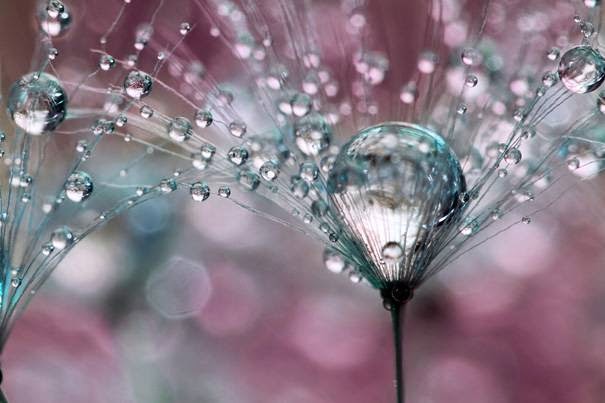 Amazing Macro Photography for Your Inspiration!