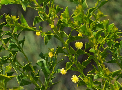 Acacia sp