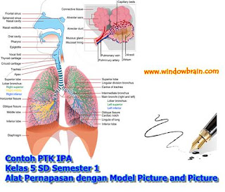  Berikut ini adalah Contoh PTK IPA untuk kelas  Contoh PTK IPA Kelas 5 SD Semester 1 Alat Pernapasan dengan Model Picture and Picture
