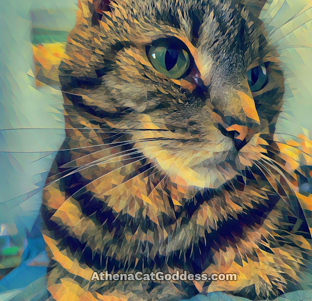 close up of tabby cat