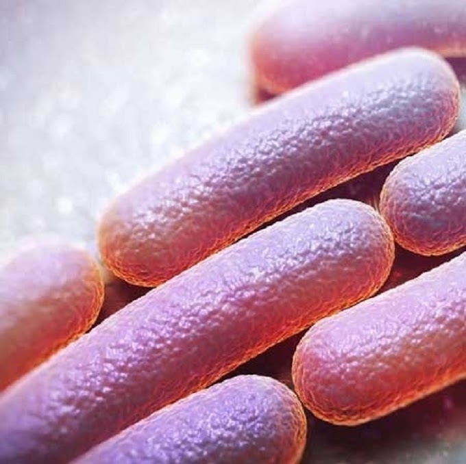 Come prevenire il pericolo alimentare della Shigella