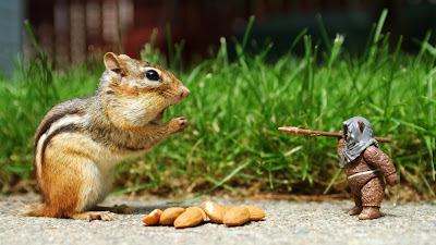 squirrel eating nuts animals wallpapers