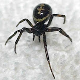 Are Black Widow Spiders Poisonous To Cats / HockeyBuzz.com - Forums - Michael Ghofrani: Sabres fire ... : Their telltale features are bright red hourglass marks on their abdomens (not on their backs as how aggressive are black widows?