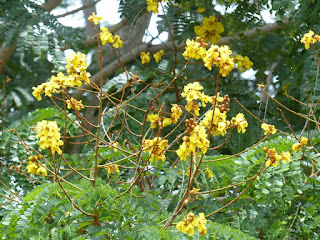 Peltophorum pterocarpum - Flamboyant jaune - Arbre de feu