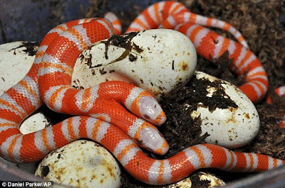 Ular Albino Berkepala Dua