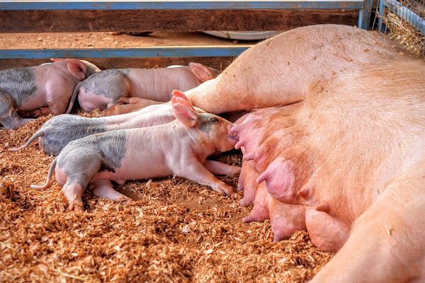 pig farming, pig farming business, pig farming in Nigeria, pig farming business in Nigeria