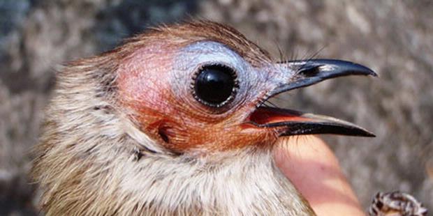  Burung Bulbul  Kepala Botak Muncul Lagi Dunia Tumbuhan 
