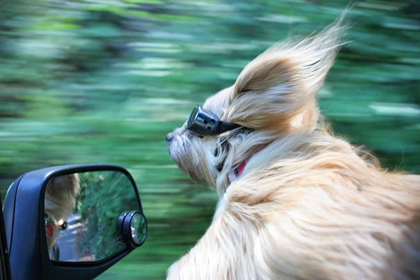 Cachorros que amam passear de carro mais do que tudo 