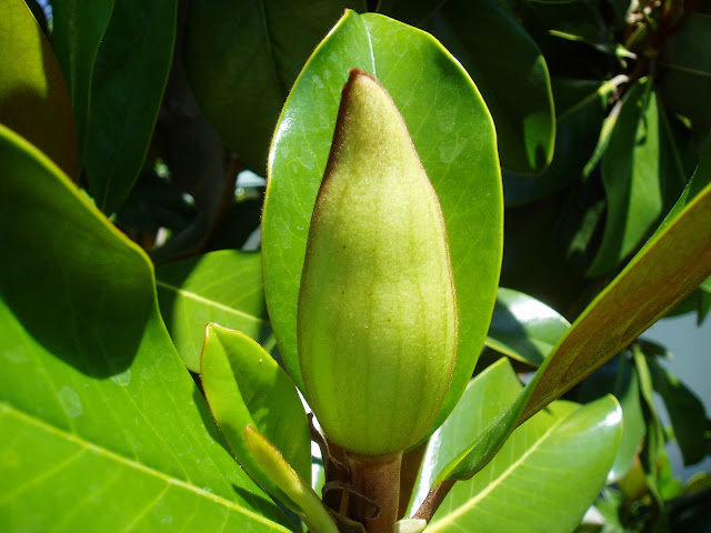 magnolio-magnolia-grandiflora