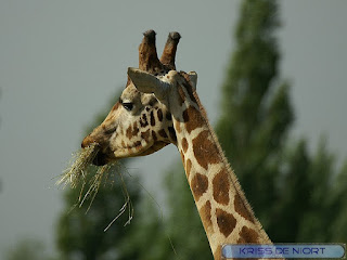 Girafe - Giraffa camelopardalis