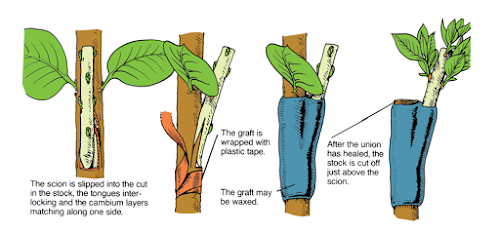 sambung samping side grafting tanaman