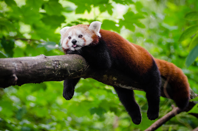 Red Panda - Panda Rojo