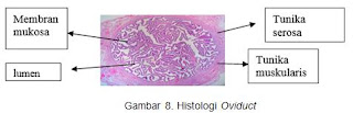 Histologi Oviduct