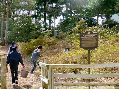 Heritage rhododendron beds near Brueckner plaque get spring cleaning from volunteers.