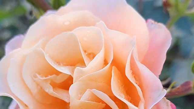 Rose Marie Curie
