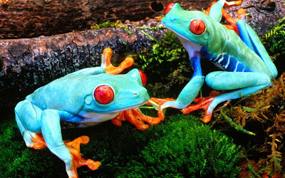 Frog Photos Most Beautiful Colorful Frogs Pictures