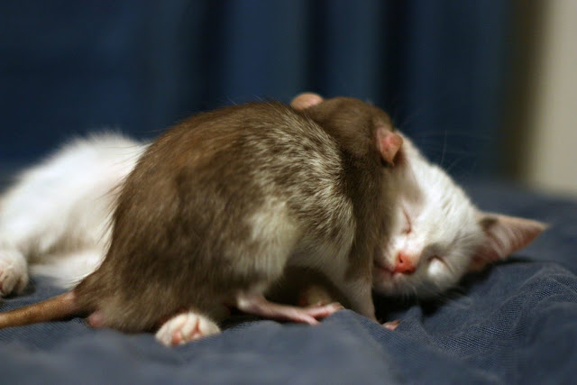 Kitten and rat are best friends, interspecies friends, rat and kitten, rat, kitten