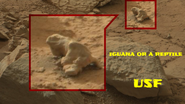 Some sort of a reptile or an Iguana caught on camera on Mars.