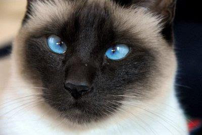 why are siamese cats cross eyed images