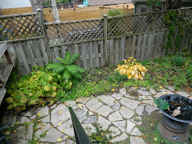 Toronto Leslieville Fall Garden Cleanup Before by Paul Jung Gardening Services--a Toronto Organic Gardening Services Company