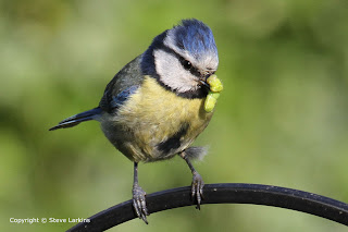 Blue Tit with Caterpillar