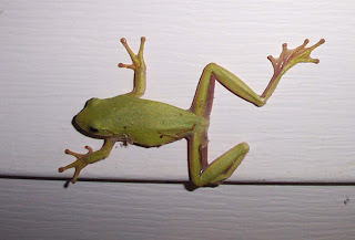 Backyard Pond: Expert Wall Walking Frog