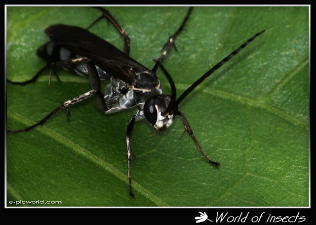 wasp picture