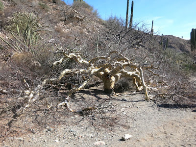 giganta elephant tree Bursera odorata