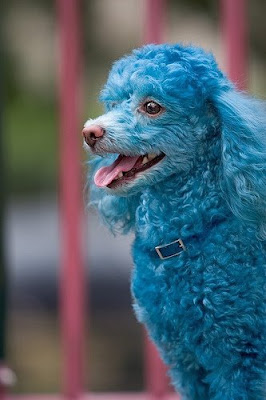 Funny Dog Blue poodle Pics