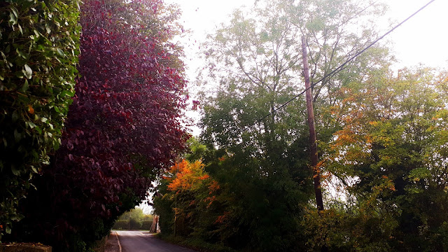 Project 365 2017 day 269 - Autumnal run // 76sunflowers