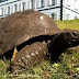 The Oldest Known Living Animal on Earth - Jonathan the Tortoise