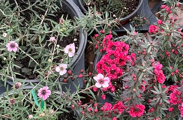 Melaleuca 핑크빛, 붉은색 호주매화