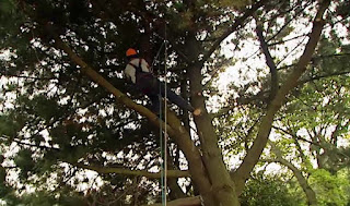 Phil tree surgeon