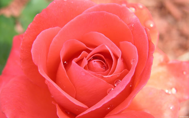 Water Drop In Tropicana Rose Wallpapers,rose wallpapers,1920 x 1200 resolution wallpapers,