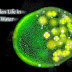 The covert secret life in pond water (Video)