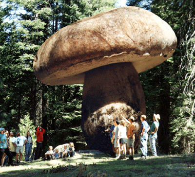 Weird Giant Mushroom