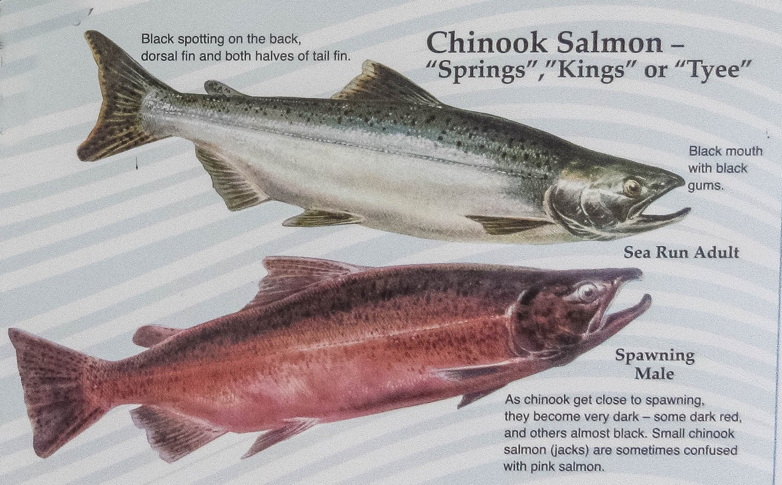 Cannundrums: Pacific Salmon - Five Species