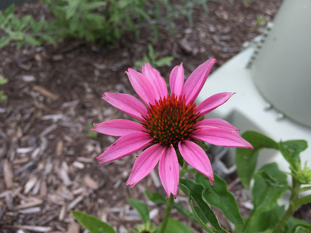 purple cone flower