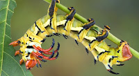 A green and yellow cateptillar with red and black horns and many black spikes. It is hanging upside down on a plant stemHickory Horned Devil (Citheronia regalis) caterpillar .