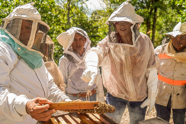 Proponen apicultores precio de garantía de la miel