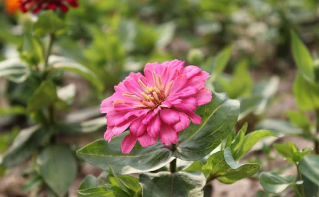 Zinnia Flowers