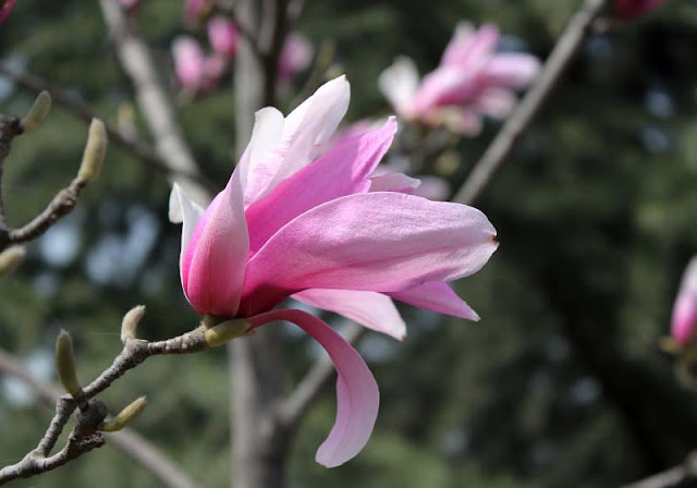 Magnolia Flower Pictures