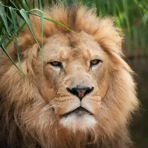 Foto colorida do rosto de um leão que ilustra texto sobre  isenção de pensão alimentícia no imposto de renda 2023