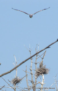 Great Blue Herons and Chicks