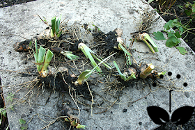 bearded iris rhizomes, how to plant irises in your garden